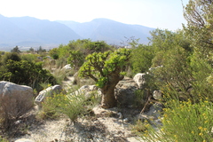 Tylecodon paniculatus