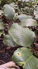 Dieffenbachia