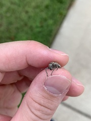 Naupactus leucoloma