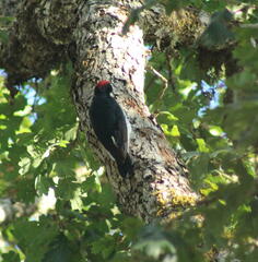 Melanerpes formicivorus