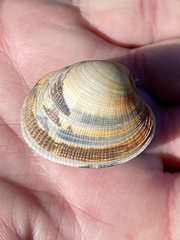 Ruditapes decussatus