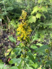 Solidago squarrosa
