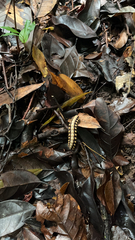 Nyssodesmus python