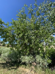 Populus deltoides monilifera