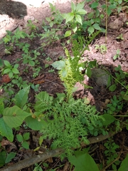 Sceptridium dissectum