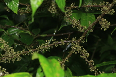 Oreocnide integrifolia