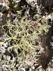 Evernia mesomorpha