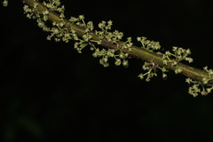 Oreocnide integrifolia