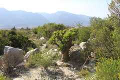 Tylecodon paniculatus