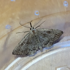 Phalaenostola metonalis