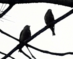 Passer domesticus