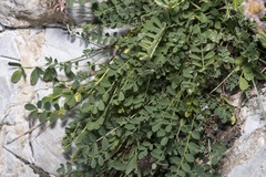 Hippocrepis
