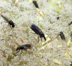 Dilophus febrilis