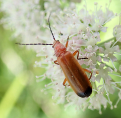 Rhagonycha fulva