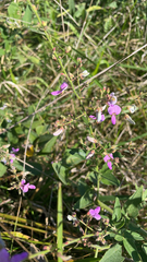 Desmodium paniculatum