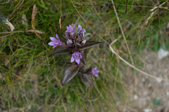 Gentianella