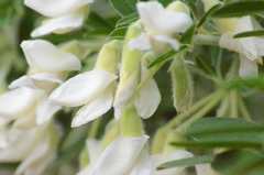 Chamaecytisus prolifer