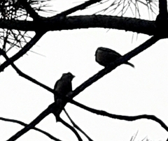 Passer domesticus