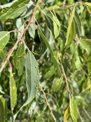 Salix amygdaloides