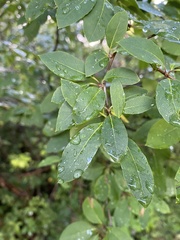 Ilex mucronata