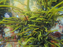 Brassicophycus sisymbrioides