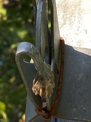 Pisaurina mira