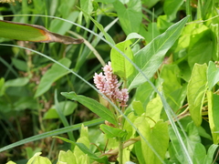 Persicaria amphibia