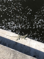 Iguana iguana