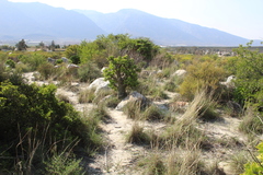 Tylecodon paniculatus