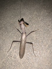 Hierodula transcaucasica