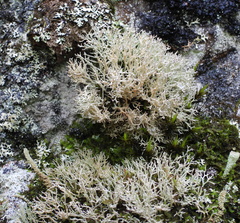 Sphaerophorus fragilis