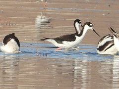 Himantopus mexicanus