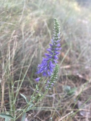 Veronica spicata