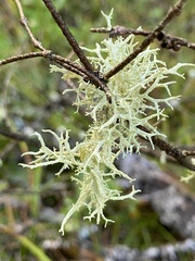 Evernia mesomorpha