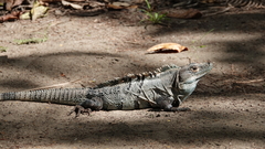 Ctenosaura similis
