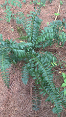Polystichum acrostichoides