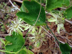 Passiflora affinis