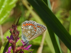 Polyommatus icarus