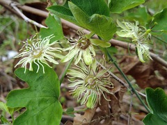 Passiflora affinis