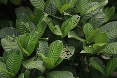 Psychotria