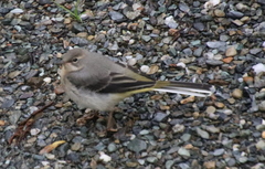 Motacilla cinerea