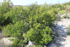 Searsia
