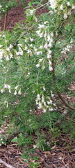 Chamaecytisus prolifer