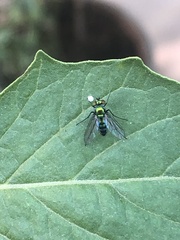Condylostylus longicornis