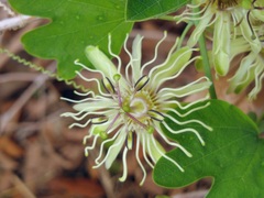 Passiflora affinis
