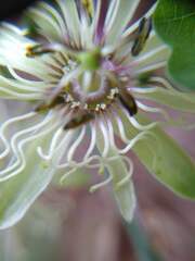 Passiflora affinis