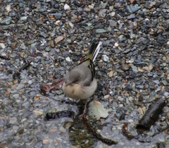 Motacilla cinerea