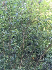 Salix lasiandra