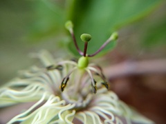 Passiflora affinis