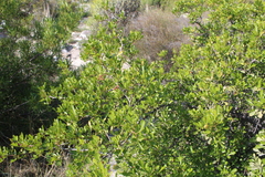 Searsia